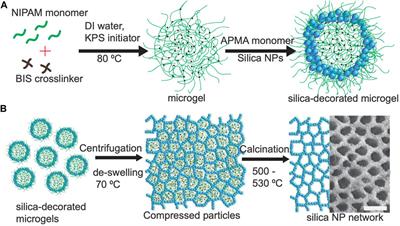 Structurally colored silica foams using colloidal templating